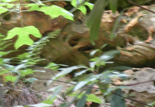 Gladie Creek, Red River Gorge